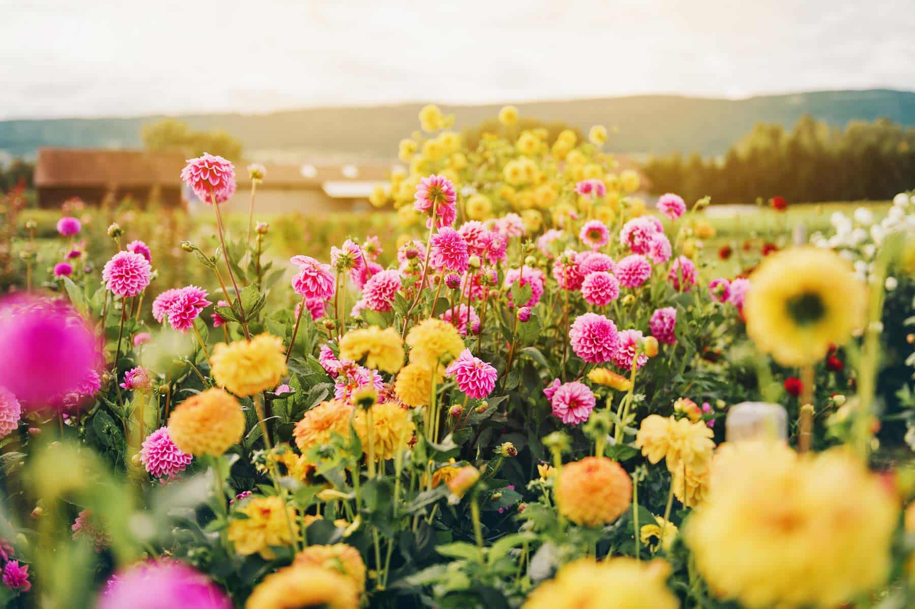 Field of coloring flowers